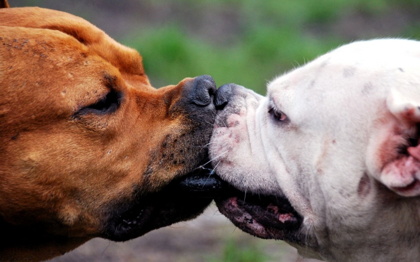 Dog : 我要 Kiss  Kiss 我要咀咀