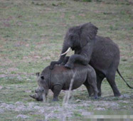 世界獵奇 !! 非洲大象竟能强奸犀牛  UFO探討