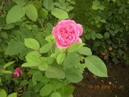 Roses  Flowers花卉