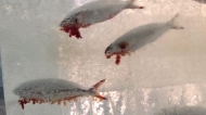 北海道冰雕「鮮魚出血」  世界新闻