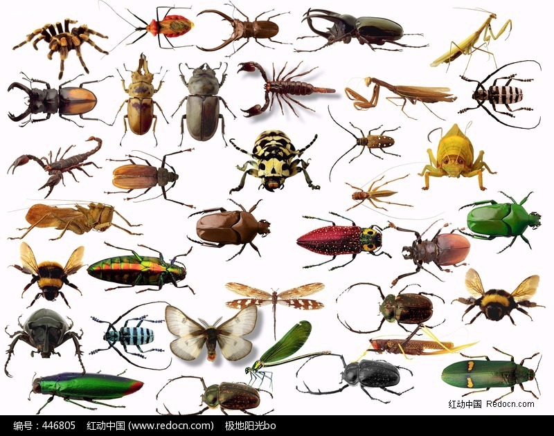 昆蟲世界  Ecology 生態留影