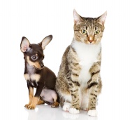 Dog : 過時上班啦 !  Puppies- cats小狗與猫