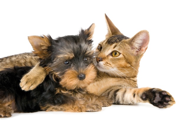 Dog : 過時上班啦 !  Puppies- cats小狗與猫
