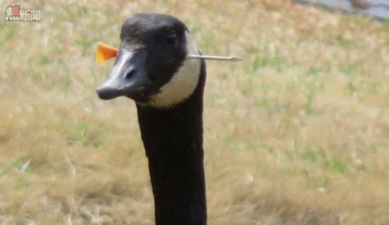 黑鵝中鏢穿頭仍淡定游水  世界奇闻