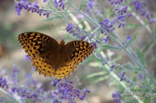 Attracting Butterflies  Photography 攝影特區