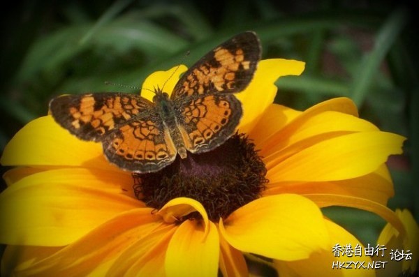 Attracting Butterflies  Photography 攝影特區