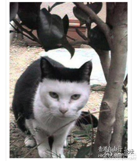 Cat : 我一樣是懂的 !  Pets 寵物護理 +紀念堂
