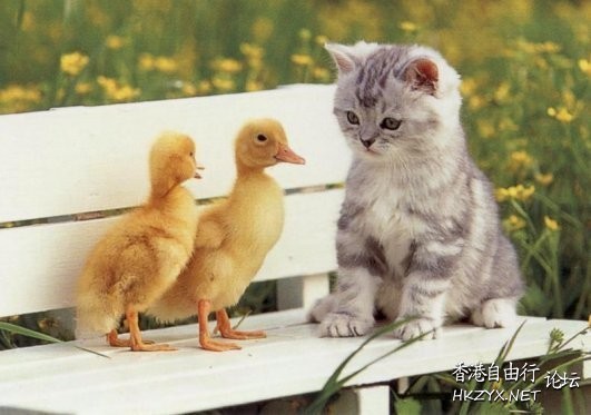Duck : 可以做 friend 吗?  Pets 寵物護理 +紀念堂