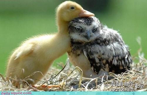 Duck : 可以做 friend 吗?  Pets 寵物護理 +紀念堂
