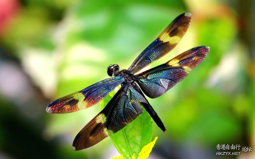 蜻蜓图片  Ecology 生態留影