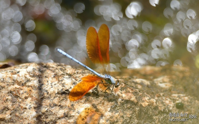 蜻蜓图片  Ecology 生態留影
