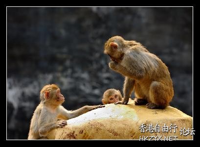 Monkey 玩水  Ecology 生態留影