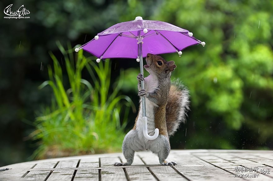 松鼠: 快下雨了！  Pets 寵物護理 +紀念堂