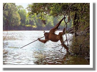 母猴背小猴跳入水中  Ecology 生態留影