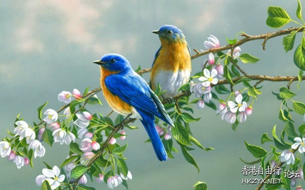 Beautiful Live  Birds  Birds 飛烏
