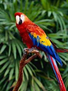 Beautiful Parrots  Birds 飛烏