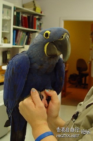 Beautiful Parrots  Birds 飛烏