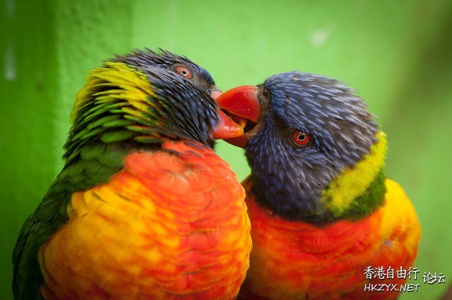 Birds: Kiss me please !  Birds 飛烏