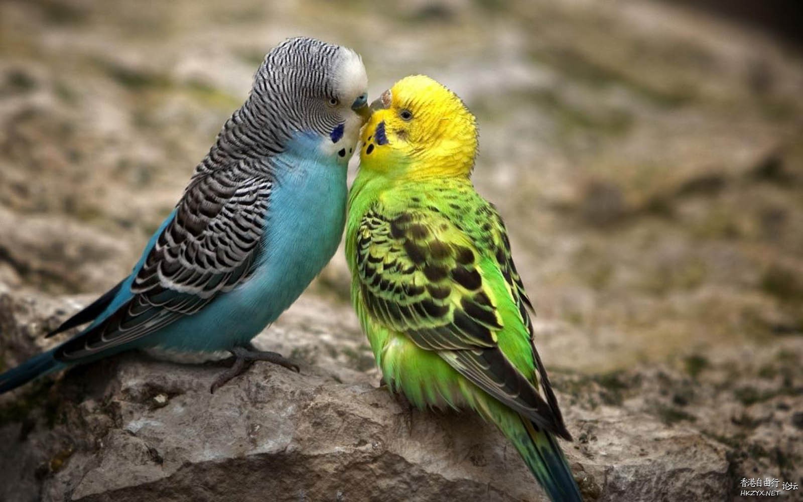 Birds : We are in love !  Birds 飛烏