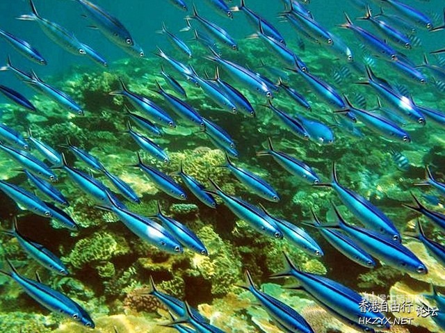 蓝色海底世界  海洋生態
