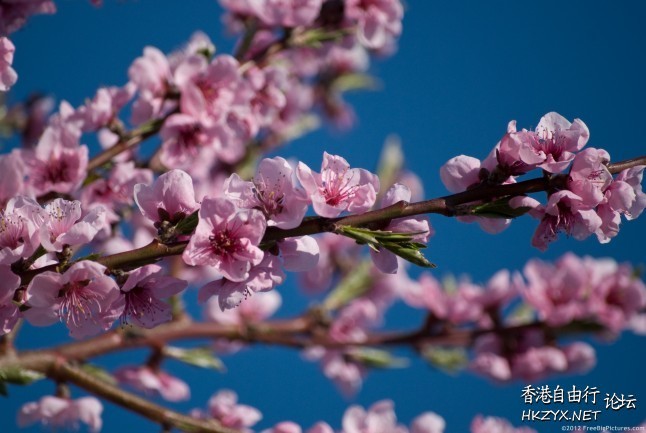 Spring flowers  Photography 攝影特區