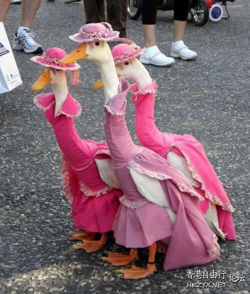 Ducks in Pink Dresses  Photography 攝影特區