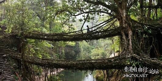 印度一神秘树桥  Photography 攝影特區