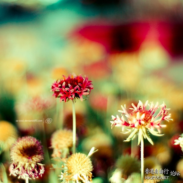 colourful flowers  Flowers花卉