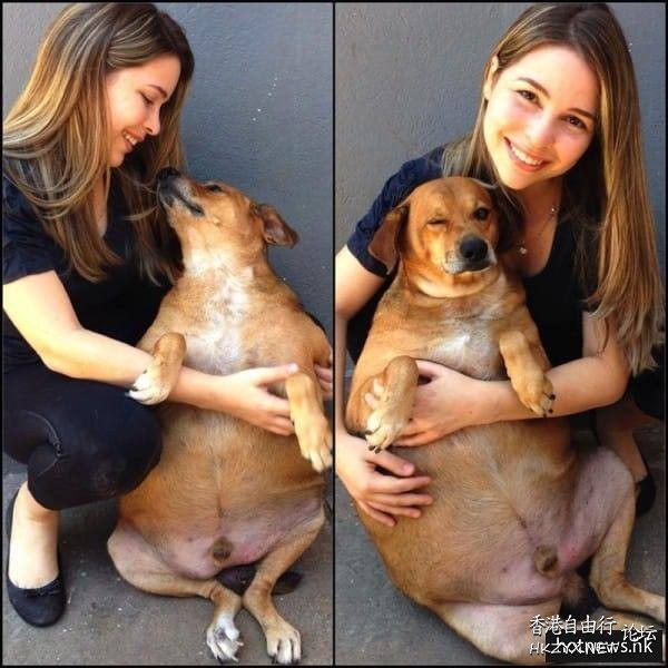 流浪狗被亂餵成36公斤  Pets 寵物護理 +紀念堂