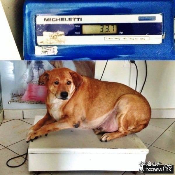 流浪狗被亂餵成36公斤  Pets 寵物護理 +紀念堂