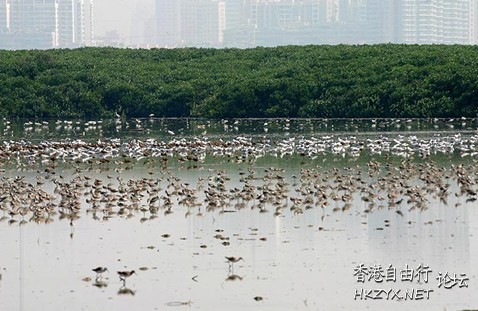 米埔自然保護區  香港旅游專線