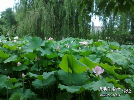 江漢最大淡水湖泊-洪湖  ChinaTravel 中國觀光景點