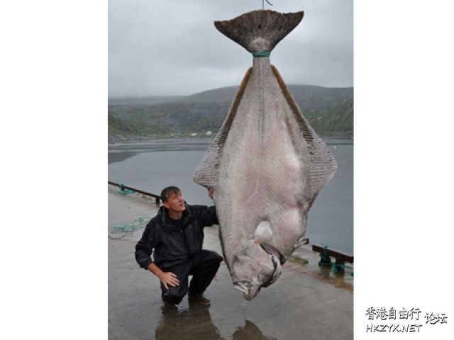 挪威男子捕到重200公斤比目鱼  教你釣魚/釣蟹法