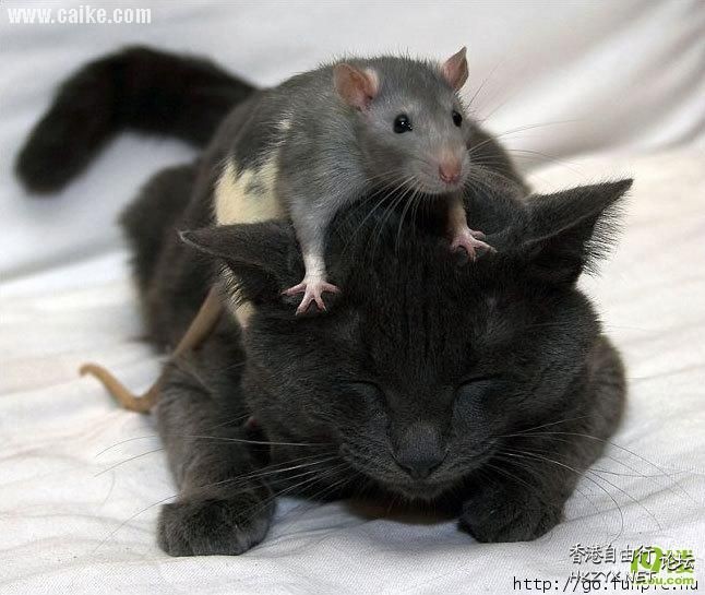 老鼠愛上猫  解悶園地