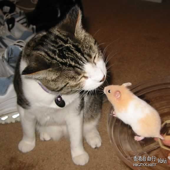老鼠愛上猫  解悶園地