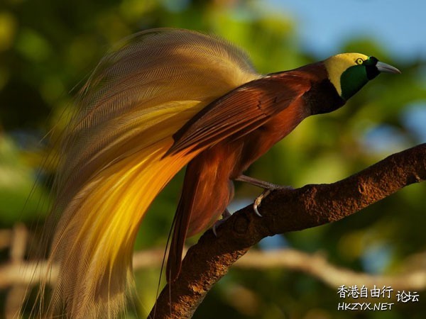 Bird-of-Paradise  Birds 飛烏