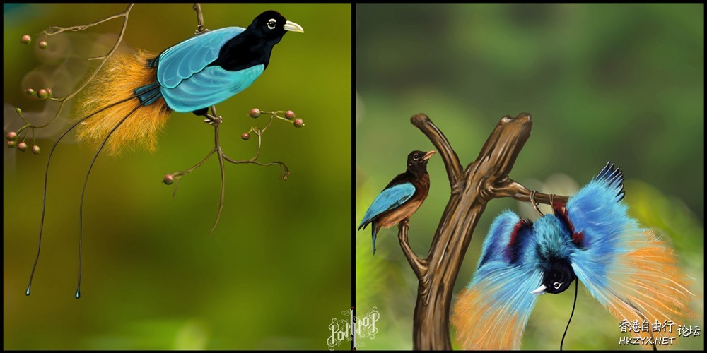 Bird-of-Paradise  Birds 飛烏