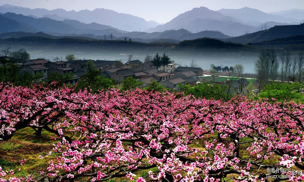 在哪桃花盛开的地方  ChinaTravel 中國觀光景點