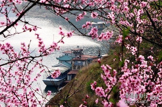 在哪桃花盛开的地方  ChinaTravel 中國觀光景點