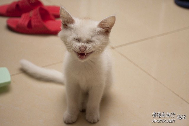 Laughing Cat  Pets 寵物護理 +紀念堂