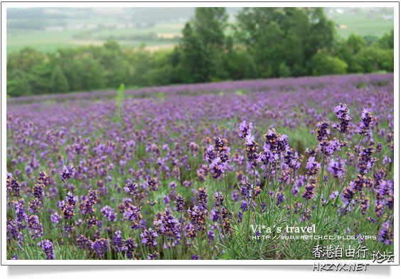 淡淡的浪漫的紫色  Flowers花卉