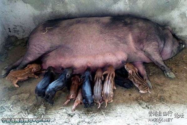 300斤家猪产下17只野猪  世界奇闻