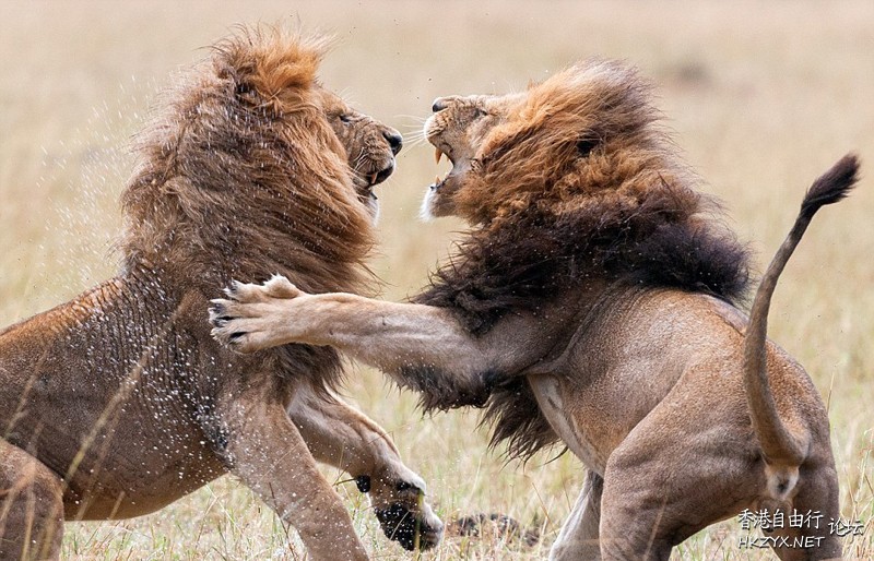 兩雄獅為交配權大打出手  Ecology 生態留影
