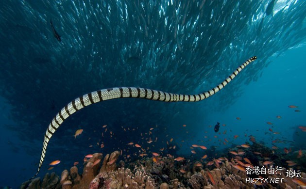 怪物巨型海蛇  專題報導