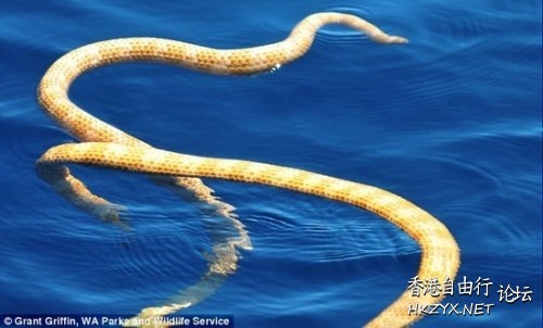 怪物巨型海蛇  專題報導