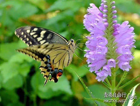 彩色蝴蝶与花朵高清  Flowers花卉