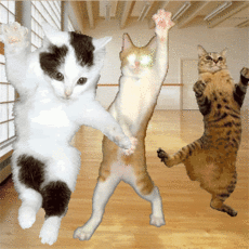 Cat dancing  Pets 寵物護理 +紀念堂