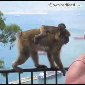 monkey帶給你歡樂  解悶園地