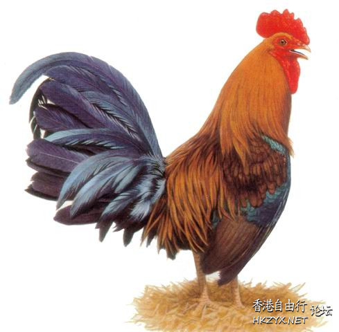 雞是人間的吉祥物  風水八卦茶棧