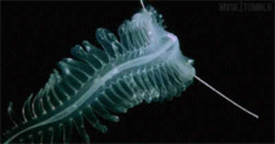 深海發現不可能的生物  專題報導